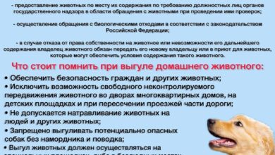 Photo of Современные возможности veterinaria24 для владельцев животных